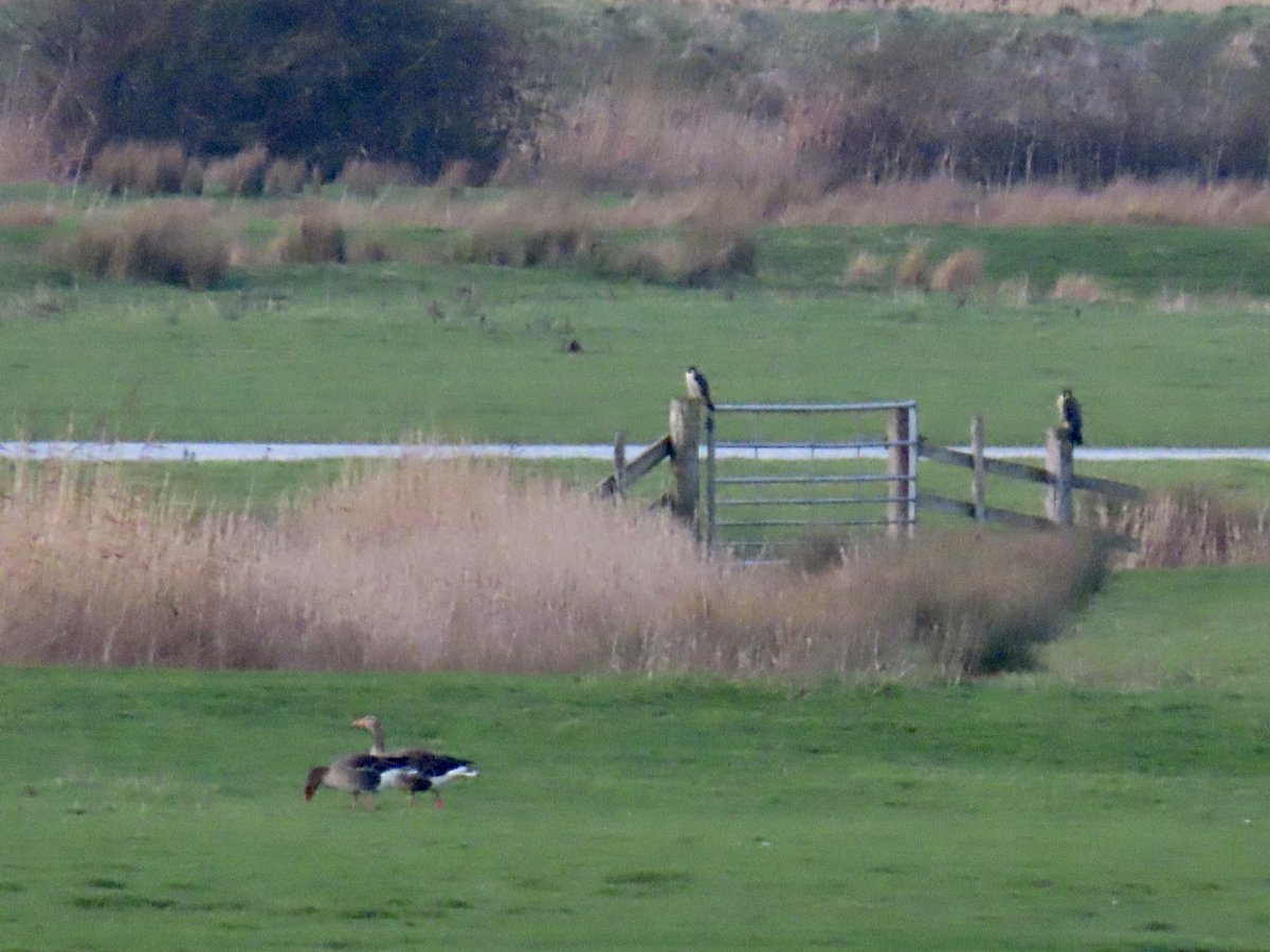 Mayfieldbirder's tweet image. Very distantly from my sea wall viewpoint at #PettLevel on 30/1/26: L 2 Peregrine on a gatepost (a Marsh Harrier just out of shot beyond) overlooking 2 Greylag and R a large group of White-fronts. 
@SussexOrnitholo