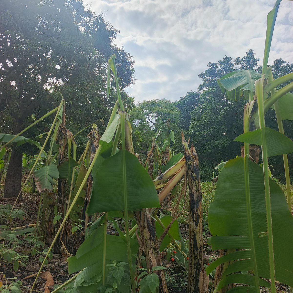 Hey <a href="/ugwildlife/">Uganda Wildlife Authority</a>  kindly have mercy on farmers I woke up this morning only to find my 1 acre of rice was destroyed by the elephants 🐘 Tembo 
I had invested over 1 million from land preparation to where it had reached 
Am so so disappointed ☹️☹️
They went ahead and destroyed the