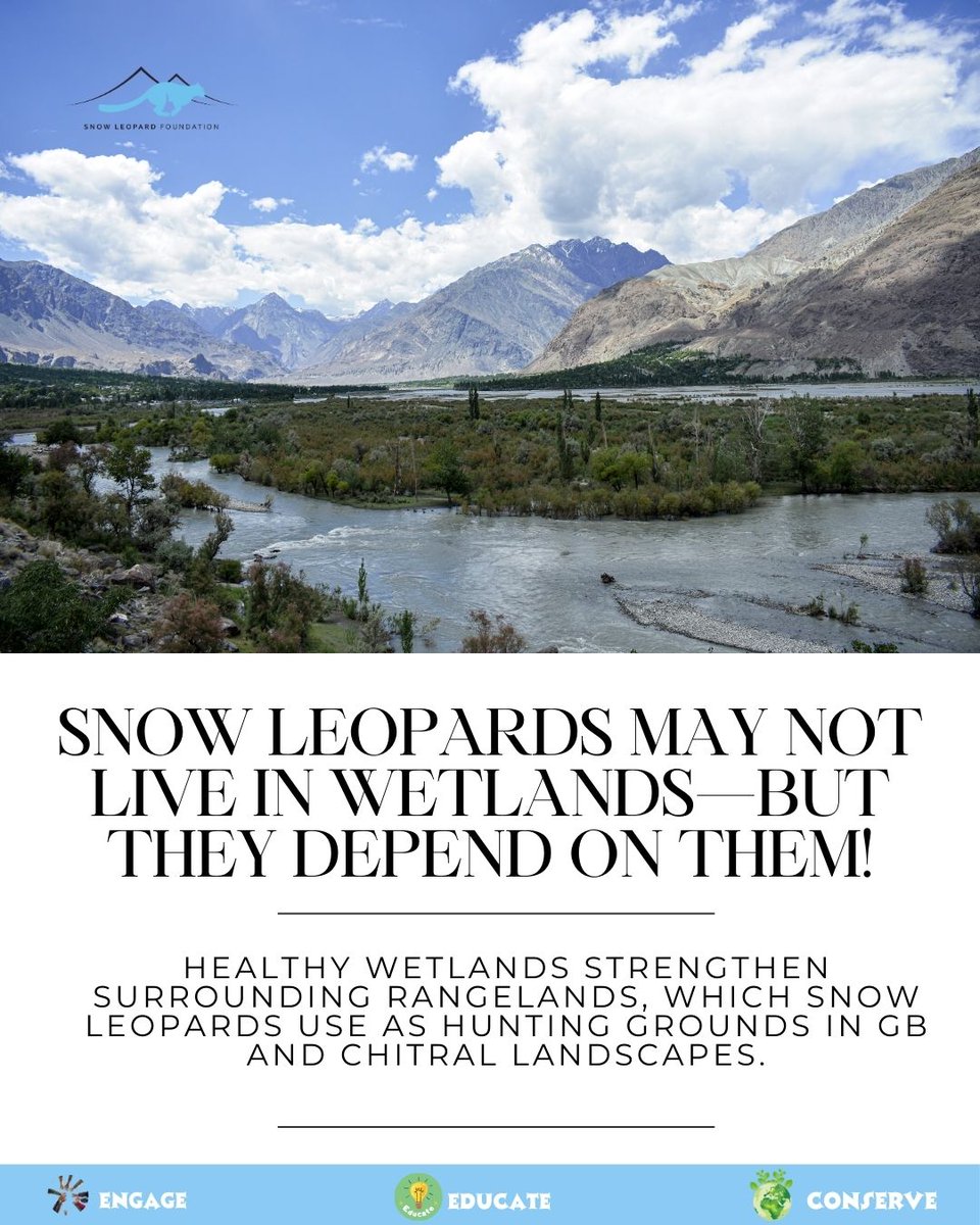 Snow Leopard Foundation tweet media