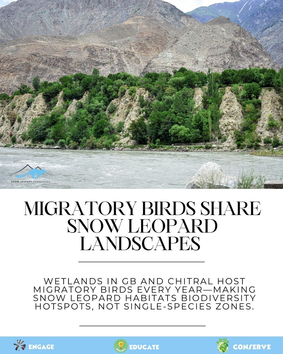 Snow Leopard Foundation tweet media