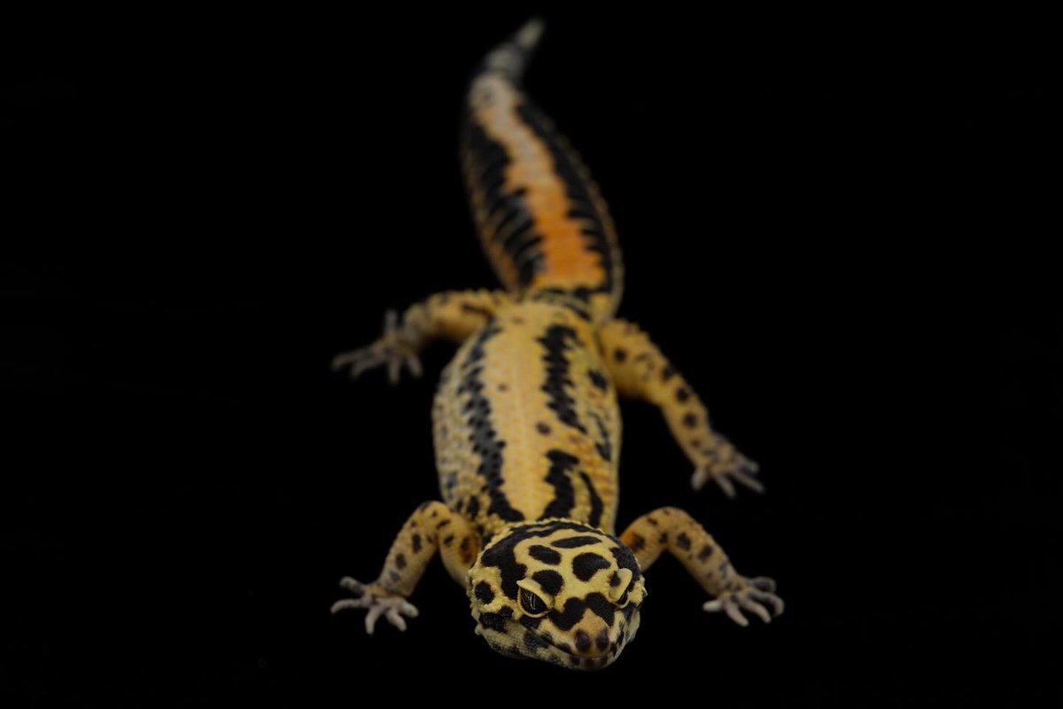 ゼロ🦎 (@ZERO_Selection) / Posts / X