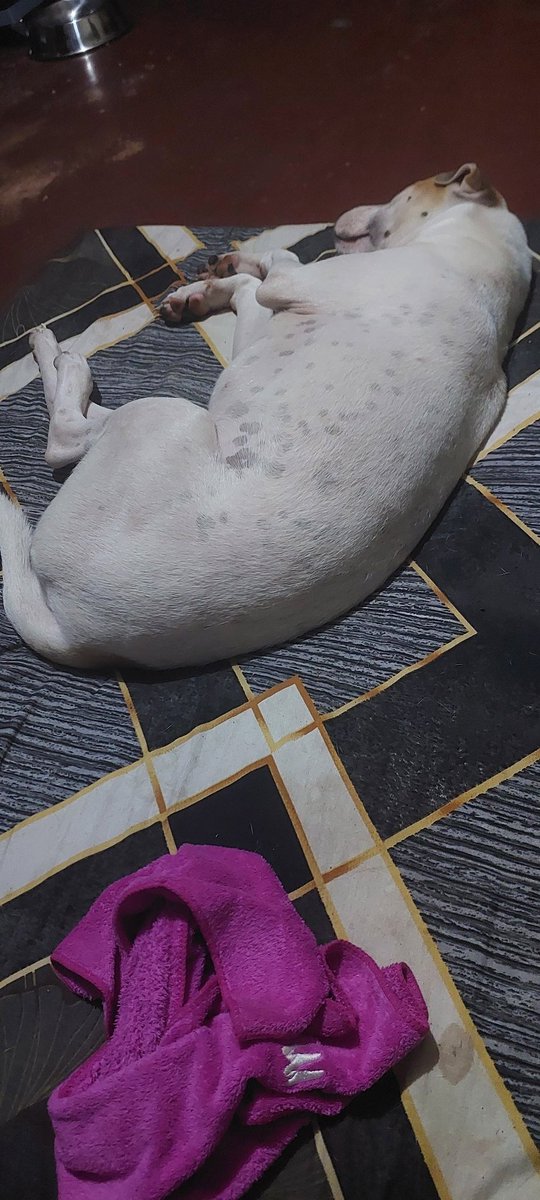 jyrieplays's tweet photo. Rainy weather today. Sarap tulog ng mga bebe ko oh. Wag lang istorbohin yung white kasi nagagalit 🤭 #jansenjayden #myaspin https://t.co/p3oBiJG7gD