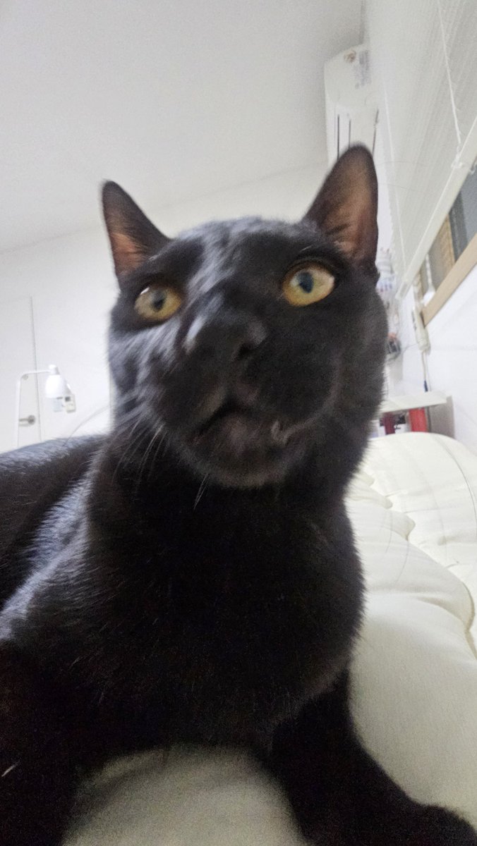 주둥이가 동그랄수록 미남고양이