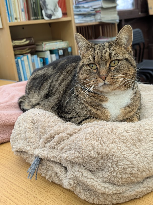 AllotmentCat's tweet photo. (Amanda)
Betty made these cushions for me.
They were a bit small but that didn't matter because I used them both at the same time.
A kind Follower sent us some stuffing for them and it was perfect. They were so lovely and soft, I could have stayed on them all day.. https://t.co/3fU9CdSAkP