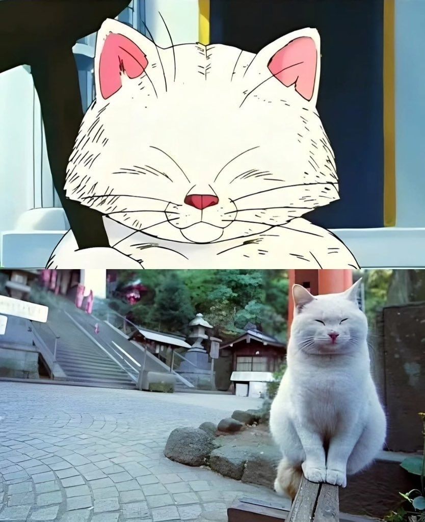 Korin in real life