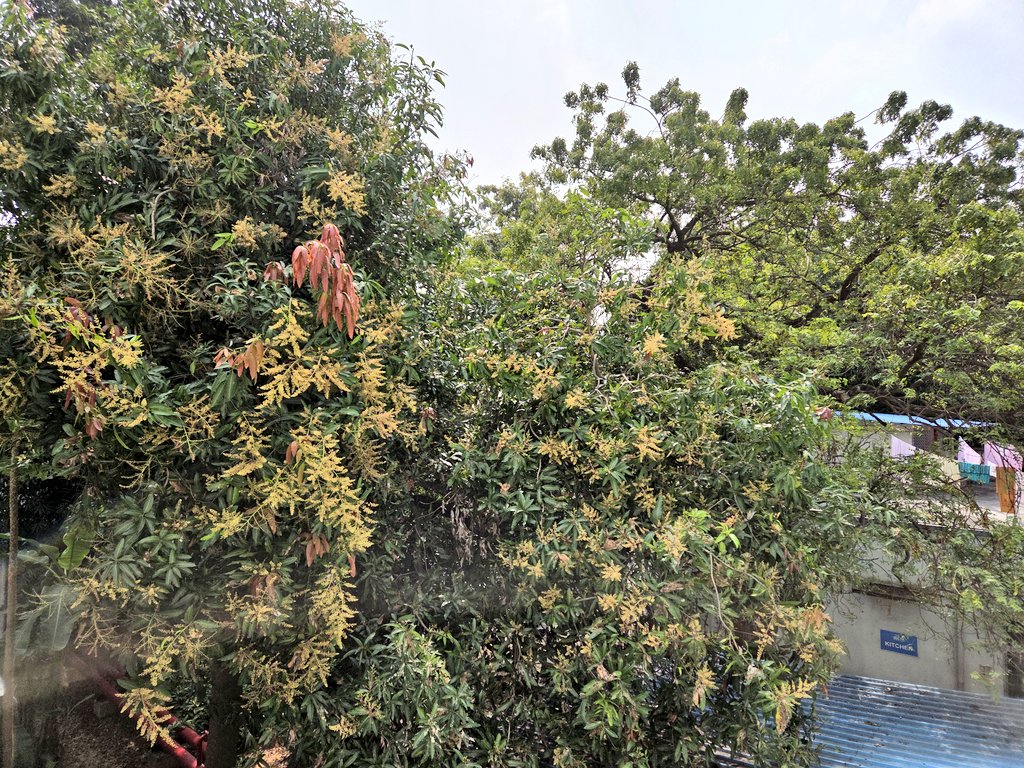 Ananth_IRAS's tweet image. This big mango tree at the Railway hospital, Perambur, Chennai, is flowering well and hopefully, would be full of mangoes in 2-3 months. #IndianRailways #Chennai #mango