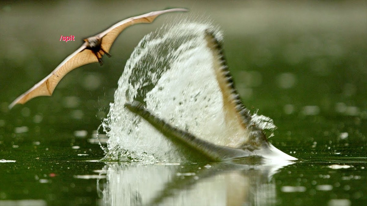 wingmorebat tweet picture