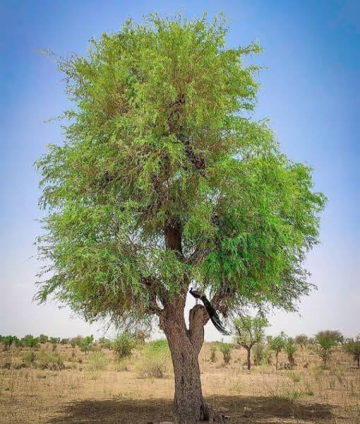 बलिदान देकर बचाया गया था खेजड़ी को,
आज लापरवाही से खत्म किया जा रहा है।
अब भी नहीं जागे तो देर हो जाएगी।
#खेजड़ी_बचाओ 
#खेजड़ी_बचाओ_महापड़ाव 
<a href="/RajCMO/">CMO Rajasthan</a> <a href="/BhajanlalBjp/">Bhajanlal Sharma</a>