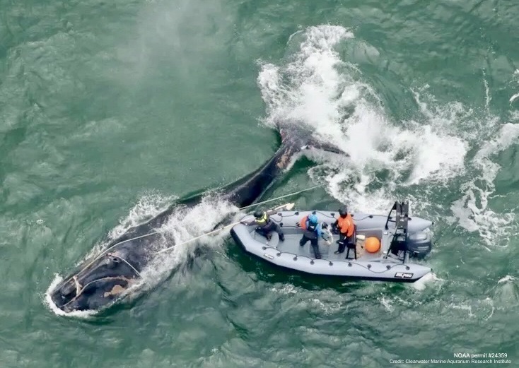 DrTOMontgomery's tweet photo. 🌎

There are many things worse than death
As this whale knew all too well.

Long weeks of unimaginable suffering with gear embedded in his flesh, unable to feed, sharks swirling. 
Utterly exhausted. No hope of escape.

Do you know why?
They changed fishing lines in the 1990s to be far more lethal, and they refuse to deploy measures to mitigate harm
(Ropes with breaking strength ≤7.56 kN (1700 lbsf) could reduce life-threatening entanglements by at least 72%).
That's the fishing industry. Negligent. Unconcerned. Subsidized ecocide. 

Below: Division. One of the rarest whale species on Earth.
His life had barely begun. He was 4. He'd been entangled four times in his short life. He was already starving here on  Dec. 4, but would suffer over seven more weeks as they couldn't free him.