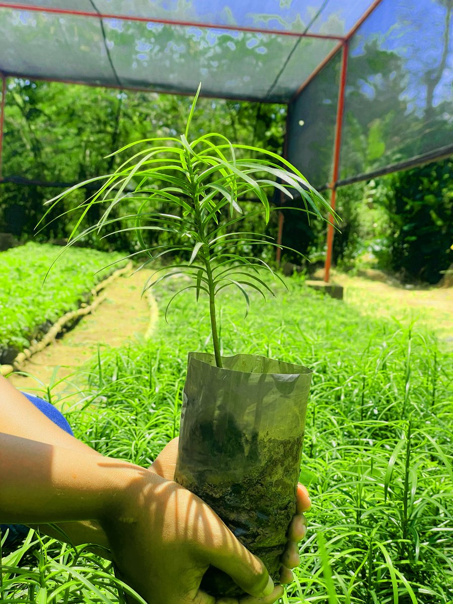 GreengoalR's tweet photo. A new week begins, and so does the work that creates real impact.

We believe that when native trees are valued and protected, communities and ecosystems grow stronger. They hold the soil, support biodiversity, and restore balance over time

#GreenGoalHub https://t.co/kIv4My7s8c