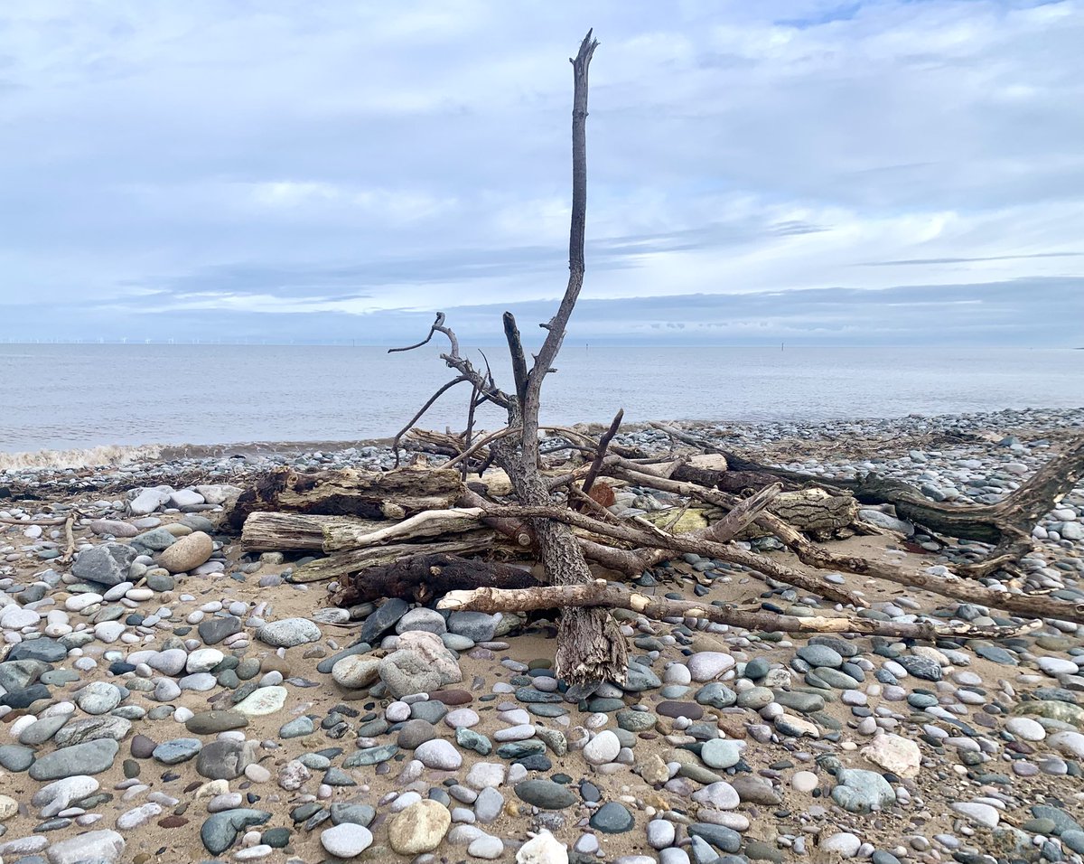 MYBirding tweet media