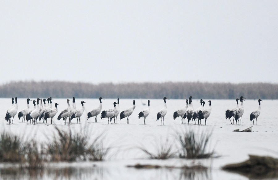 PDChina's tweet photo. China has consistently strengthened the ecological conservation and restoration of its wetlands in recent years, with the country's total wetland area now ranking first in Asia and fourth in the world, the National Forestry and Grassland Administration said on Monday. https://t.co/m6Uuj1kT7H
