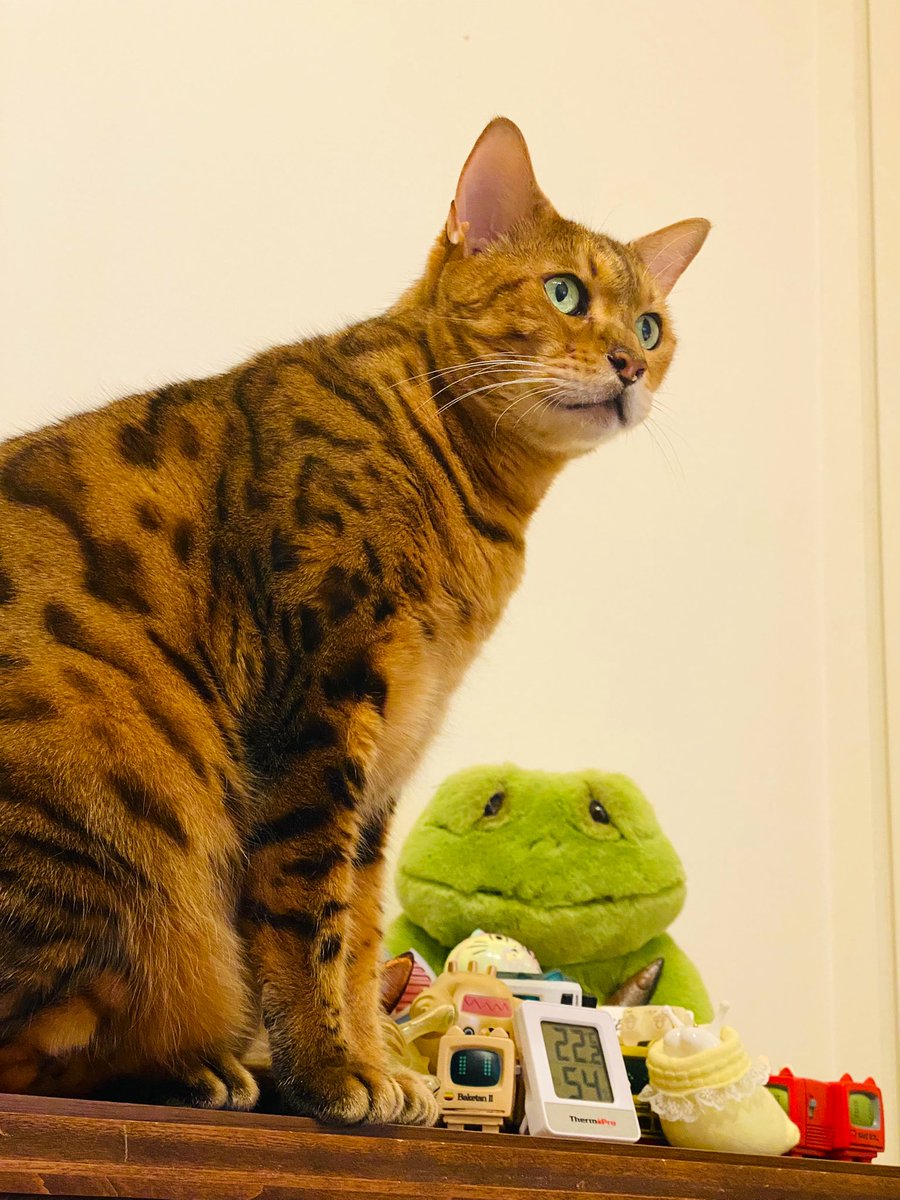 ハッム@バケタンブログ (@hamta7) / Posts / X