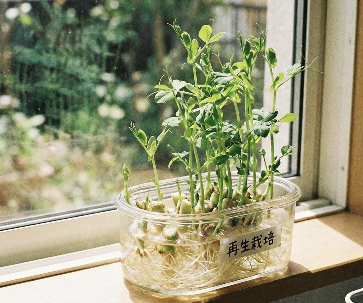 村上農園【公式】🌱 (@murakamifarm) / Posts / X