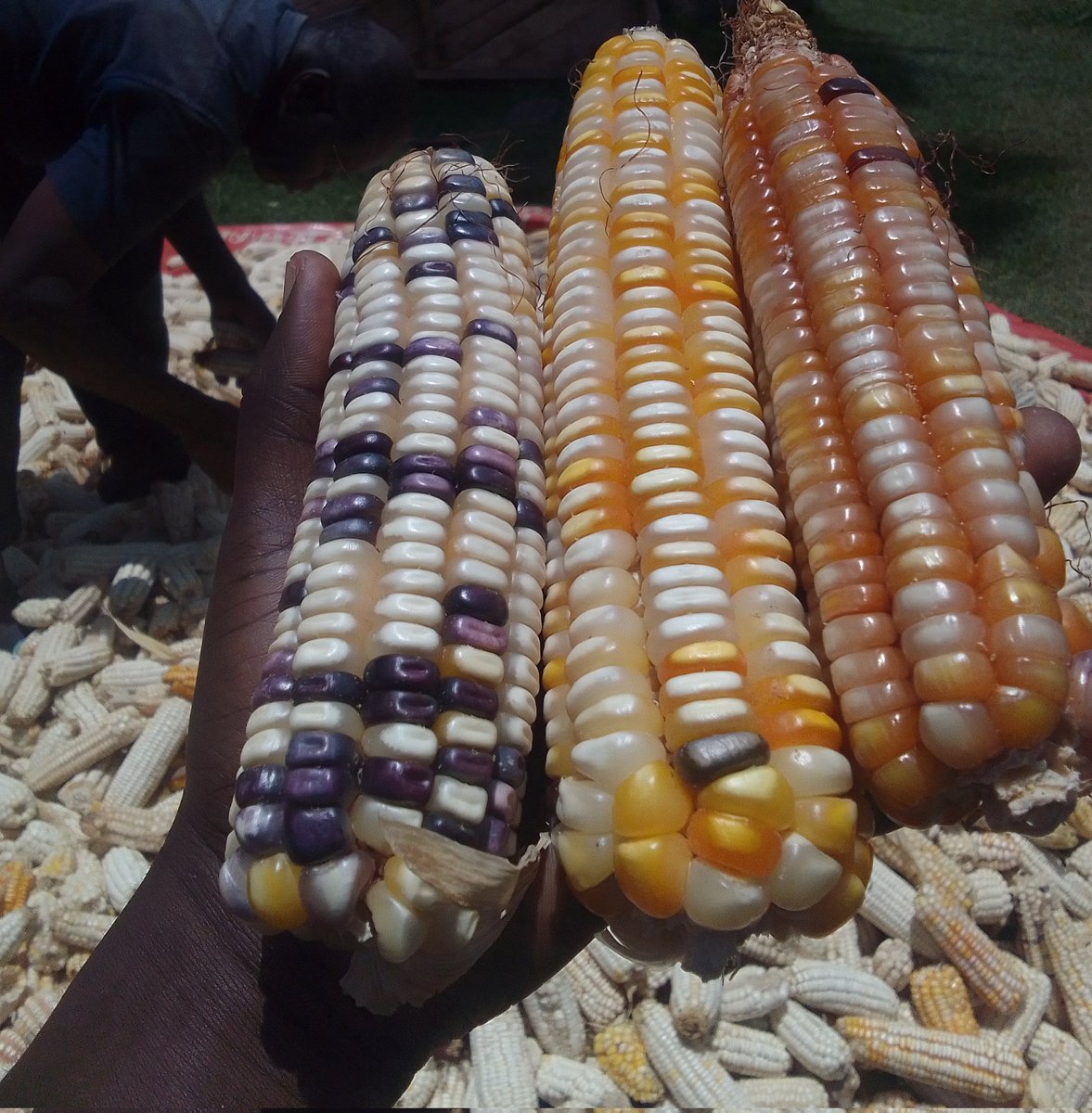 mutange_vin's tweet photo. Save seeds now!

Save seeds now! 

Save seeds now! 

Save your seeds now before it's too late.

The future will be harsh to the dependants. 

Remember, 75% of world seed industry is controlled by 5 Companies. https://t.co/sgmCXqE6qN