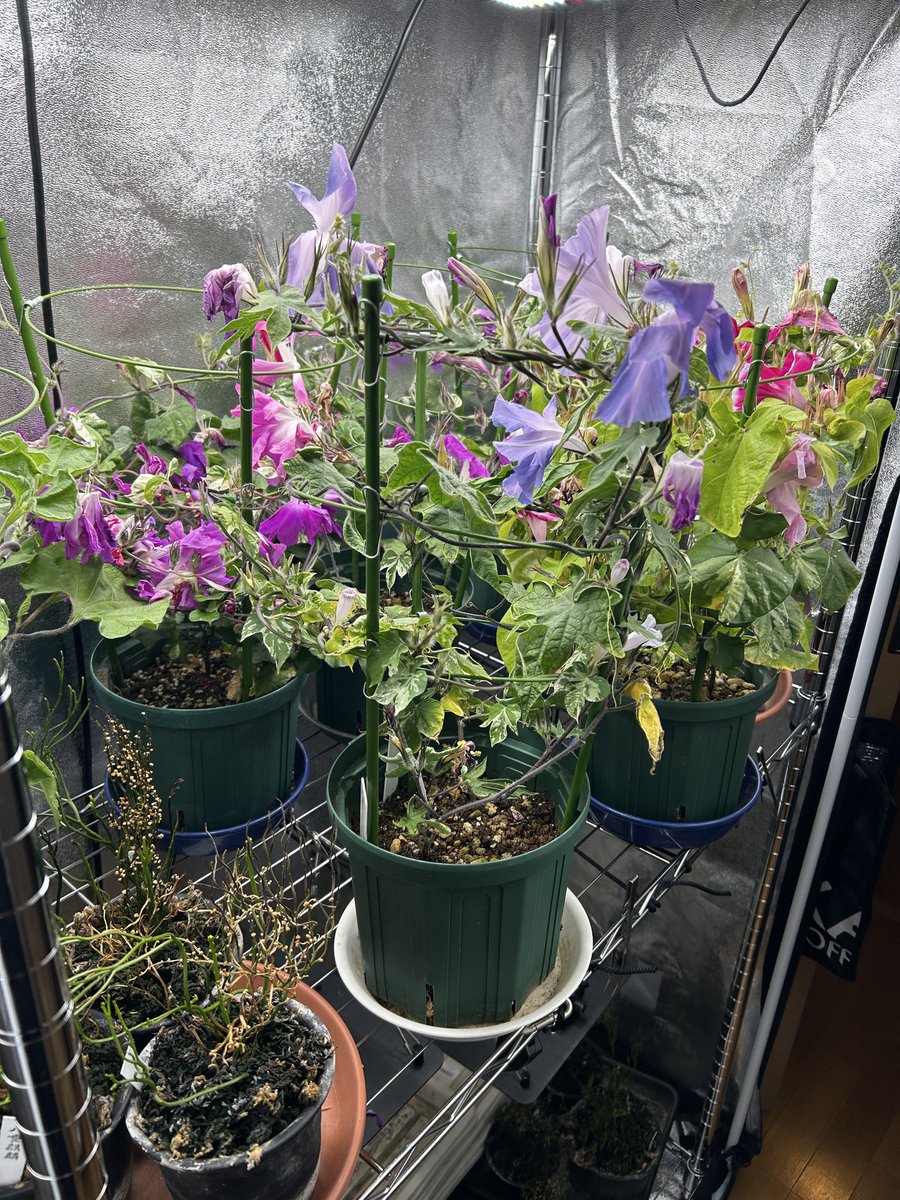 2月とは思えない光景