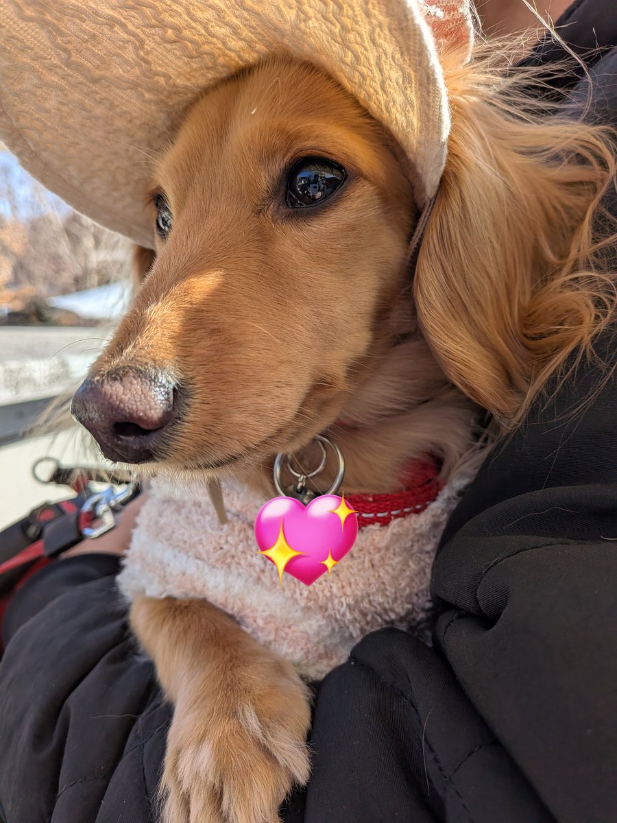 公園でお散歩ランチするイッヌ🐶 帽子似合ってて可愛い