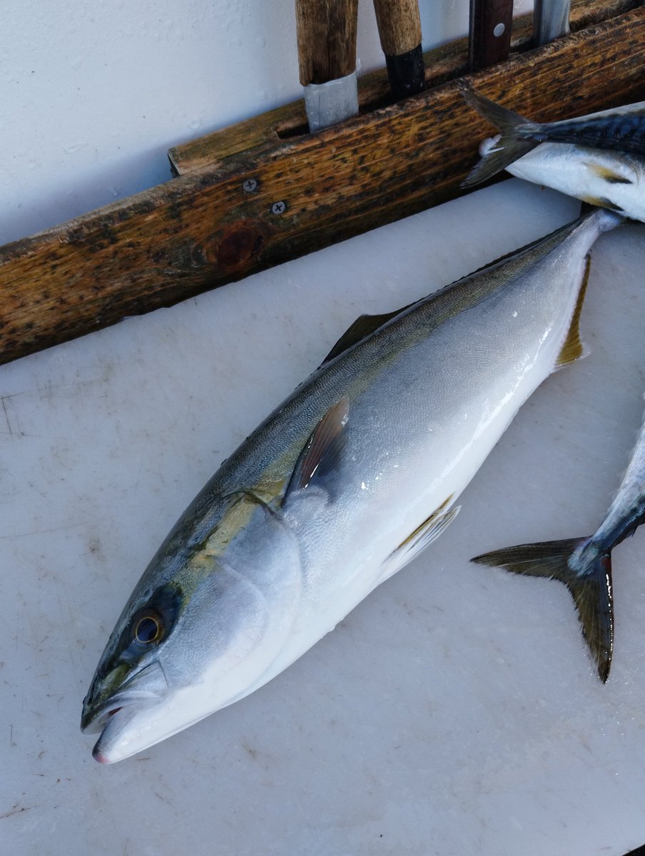 2026年2月2日月曜日
17:00~23:30(23:00LO)
横須賀の佐島で朝どれのイナ仕入れてダきました♪
#夜な夜な
#居酒屋