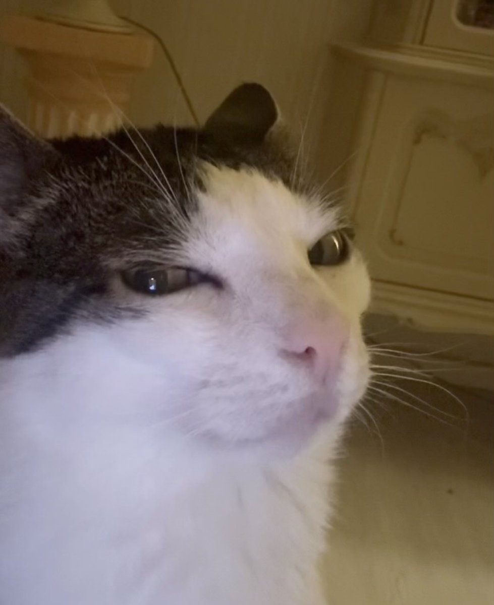 Crunchycat Luna tweet media