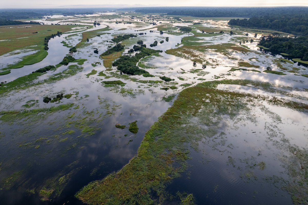 WCS Congo tweet media