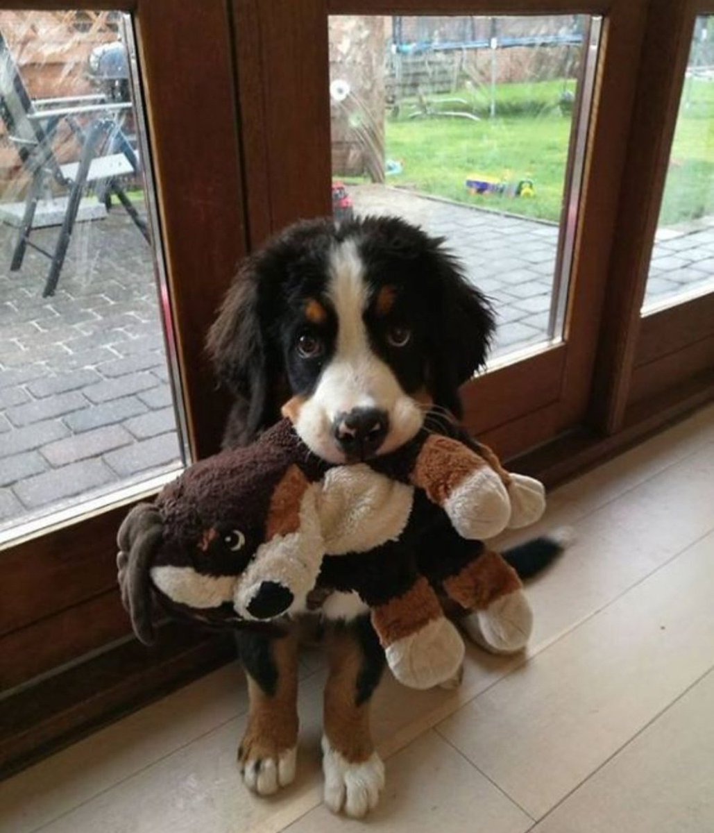 you re the first puppy I brought home.the adorable puppy