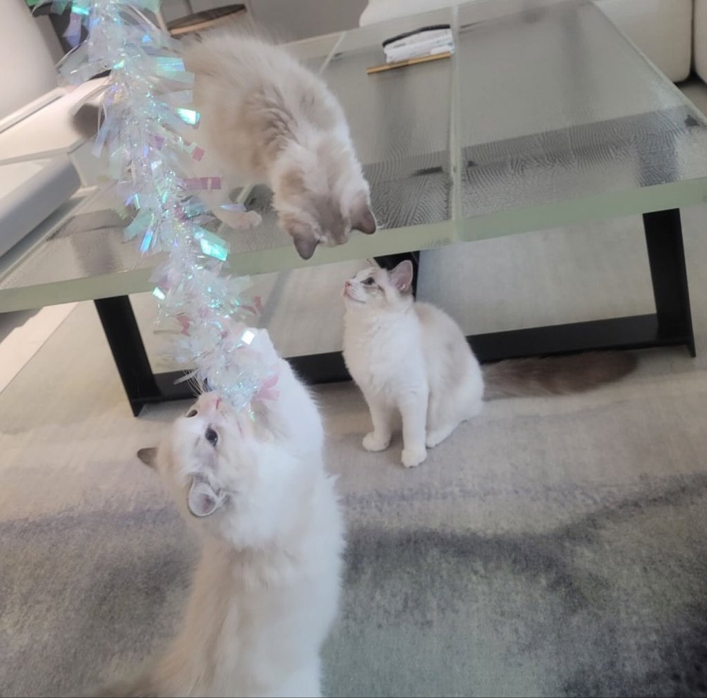 hourlyjaeminn's tweet photo. lululu from jaemin’s profile 💘🐱:

luna (born march 4, 2023)
lucy (born march 20, 2023)
luke (born march 20, 2023)

#JAEMIN #재민 #ジェミン https://t.co/PW7yeQZ68X