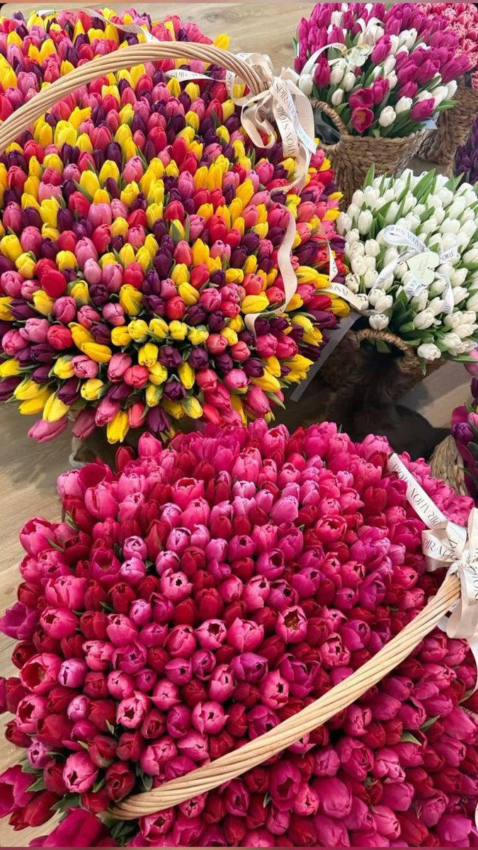 Only Tulips (@tutututututulip) on Twitter photo 