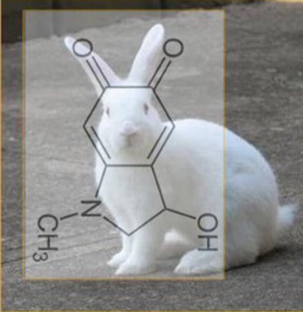 Laura Aboli Official tweet media