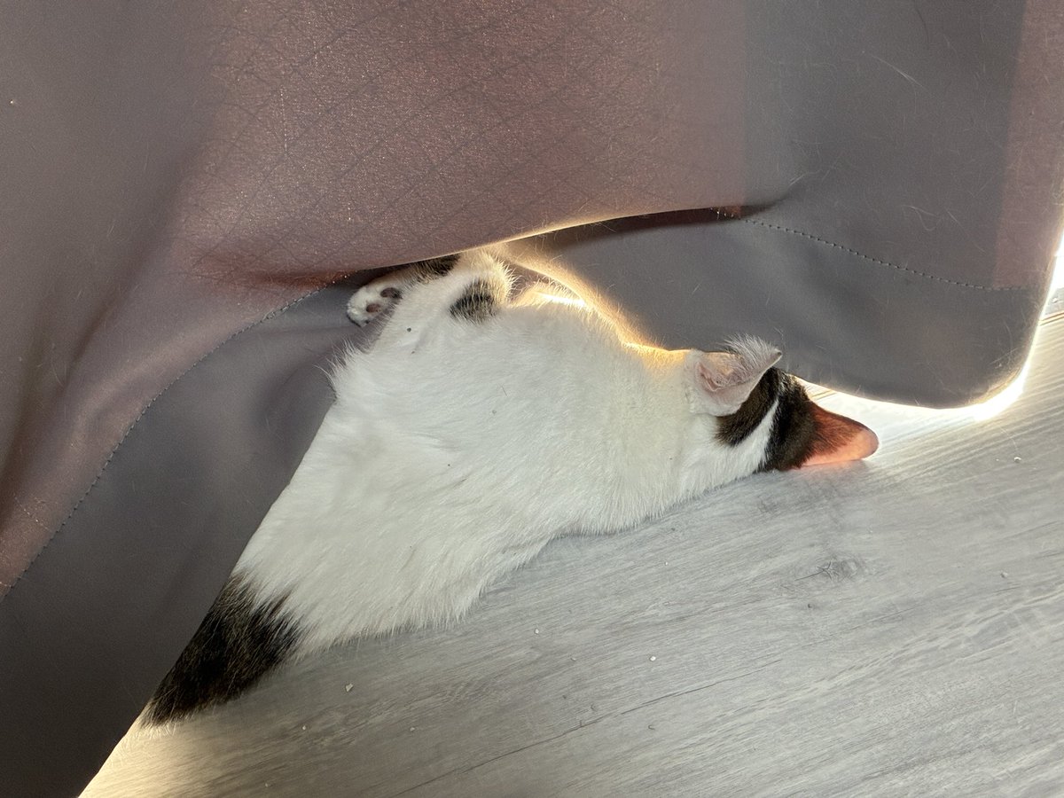 Sasuke_1015's tweet photo. 日差しが暖かくて転がってる佐助
トイレの砂落ちてる…

#猫のいる暮らし https://t.co/9w9eEI7Ymj