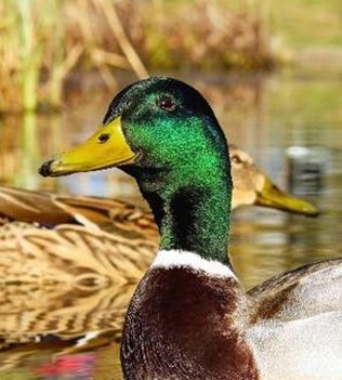 mopser's tweet image. 世界で作る 👨‍👦‍👦