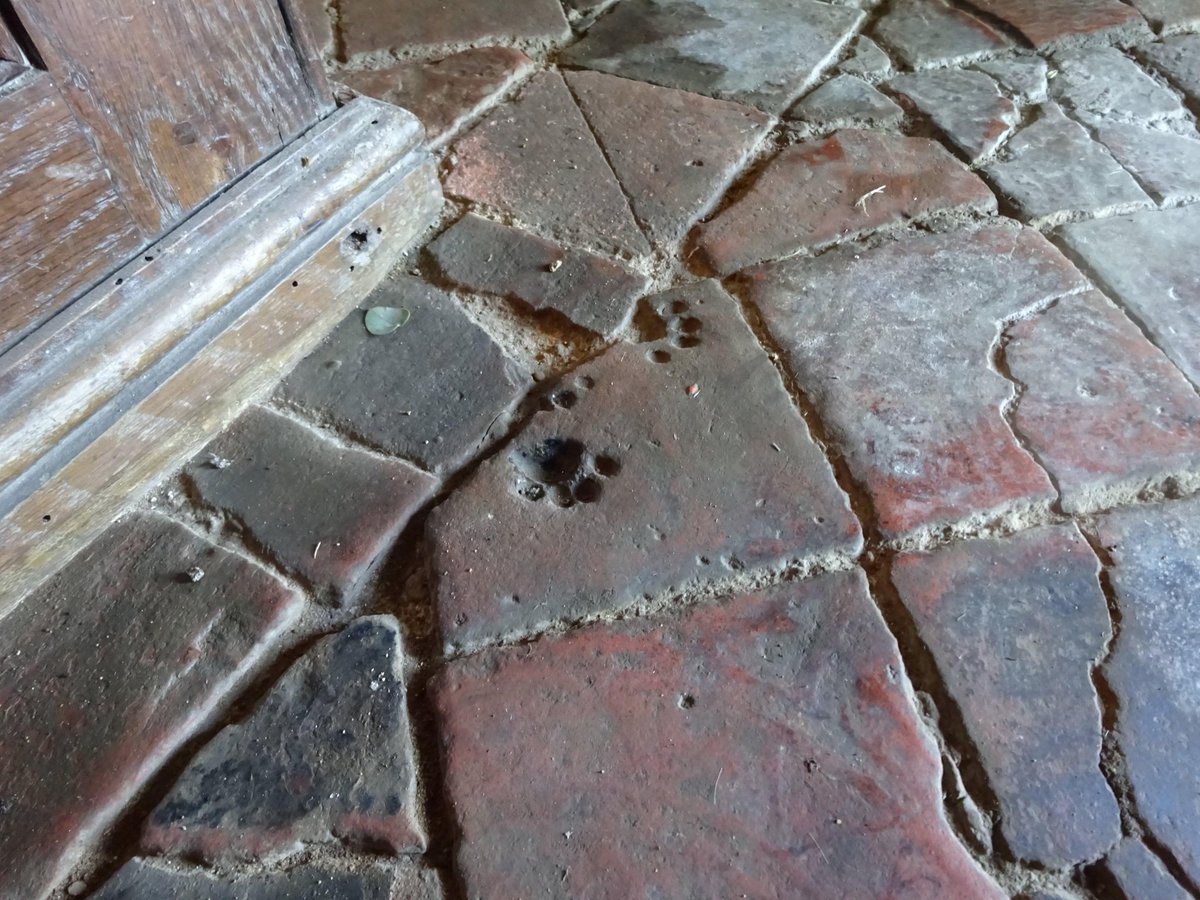 BiancoDavinci's tweet image. Probably the paw prints of a chubby medieval cat preserved in 12th-century floor tiles at St. Peter's Church in Wormleighton, England.