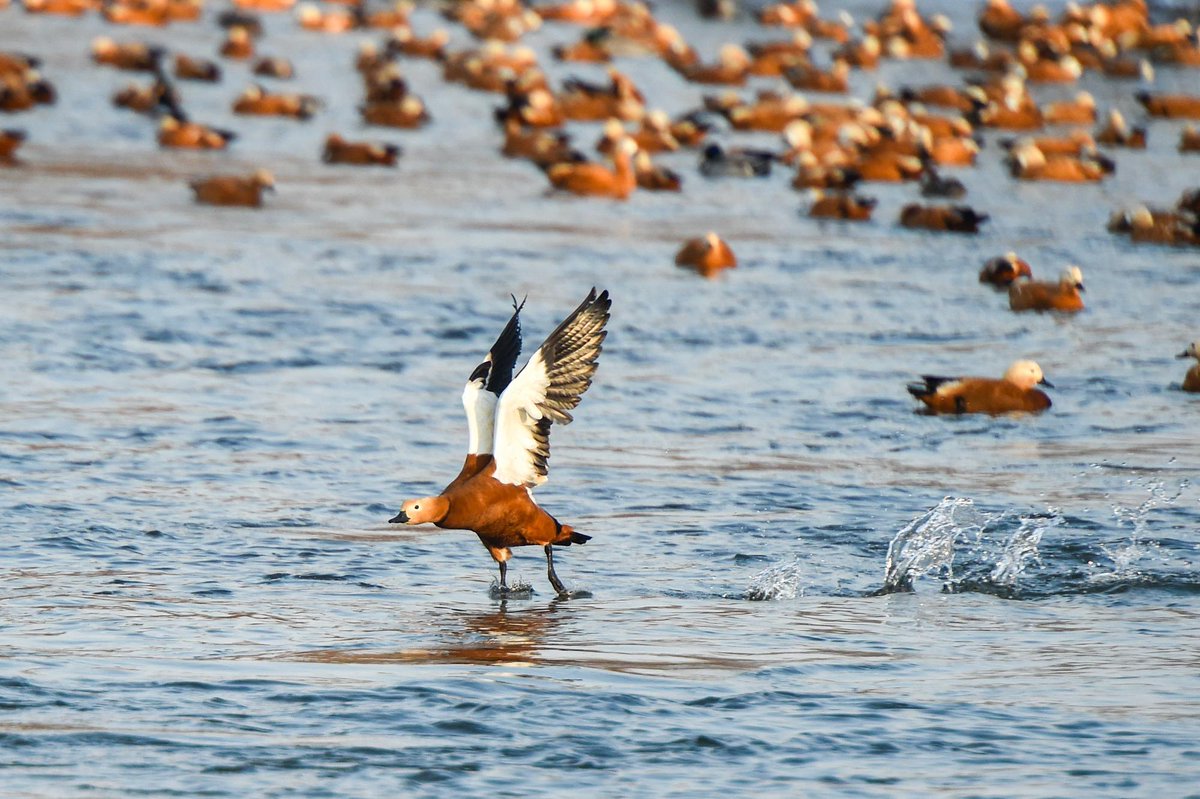 XHNews's tweet photo. China is an important participant, contributor and frontrunner in global wetland conservation and restoration, and its philosophy and practice of green development have been highly recognized and acclaimed by the international community: FM spokesperson https://t.co/J0o8hPAz3I https://t.co/kIdxi2QmKM