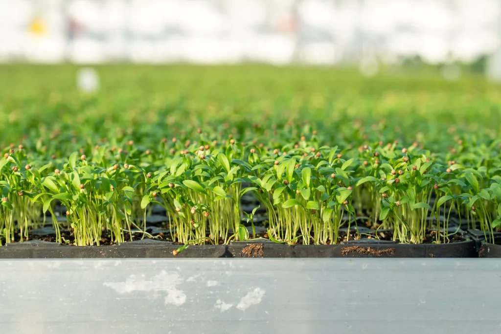 LEDSMART1's tweet photo. Advanced LED grow lights enable year-round microgreens production with consistent light, uniform growth, and stable yields.
Learn more : https://t.co/Z2bRlm8zDV
#LEDGrowLights #MicrogreensFarming #ControlledEnvironmentAgriculture #IndoorFarming https://t.co/3tKuCM6IlE