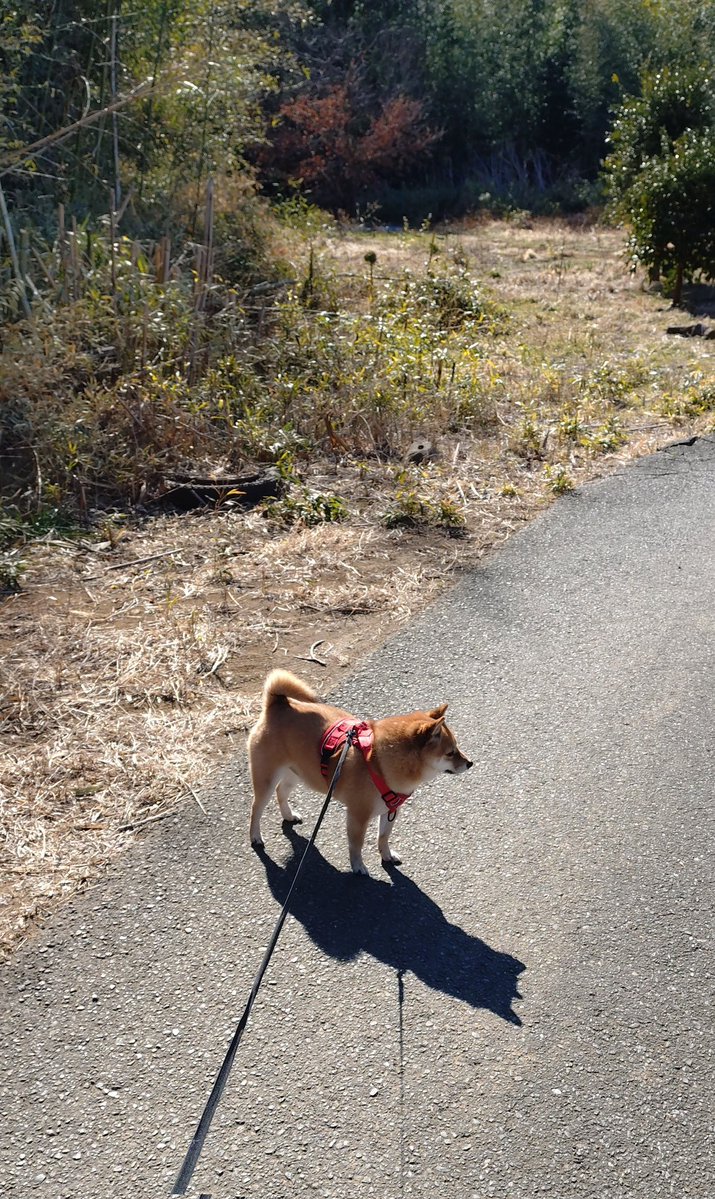 最近は寒いからかあんまり散歩が好きでないきなこ、今日は暖かいのでうれしそう。
