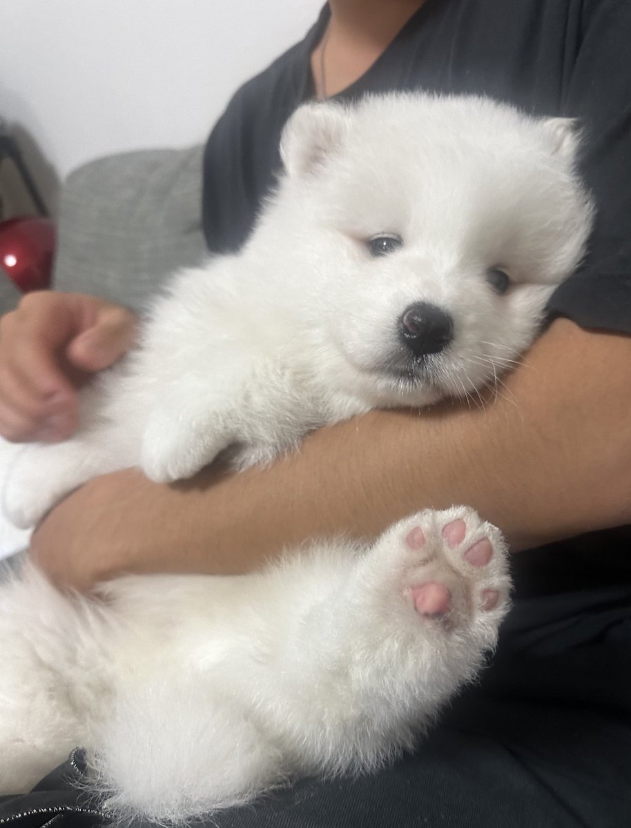 sadaharu__0905's tweet image. 何度でも見たい、サモエド仔の  まだ外を知らない  真っぴんくな肉球︎🐾🤍💗