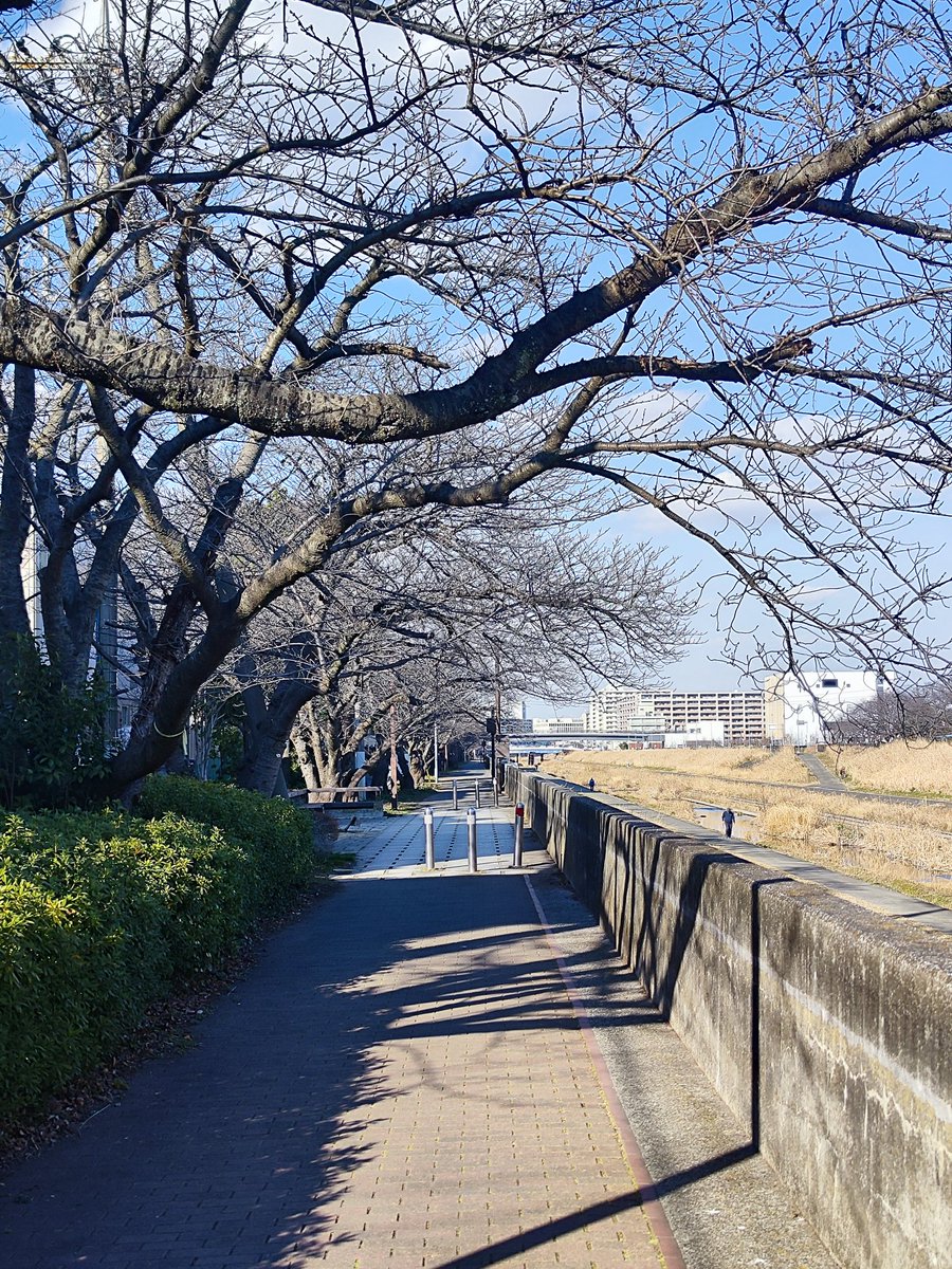 ko_fukusuke's tweet photo. ウォーキングは血圧を下げ、心臓病や脳卒中のリスクを大幅に軽減するほか、インスリン感受性を高め、2型糖尿病の予防や体重管理を助けます。ぜひ 
#walking https://t.co/TFXqgslbGx