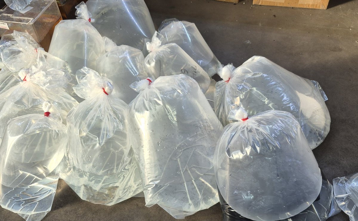 小魚 (@Chalkeydes2) / Posts / X