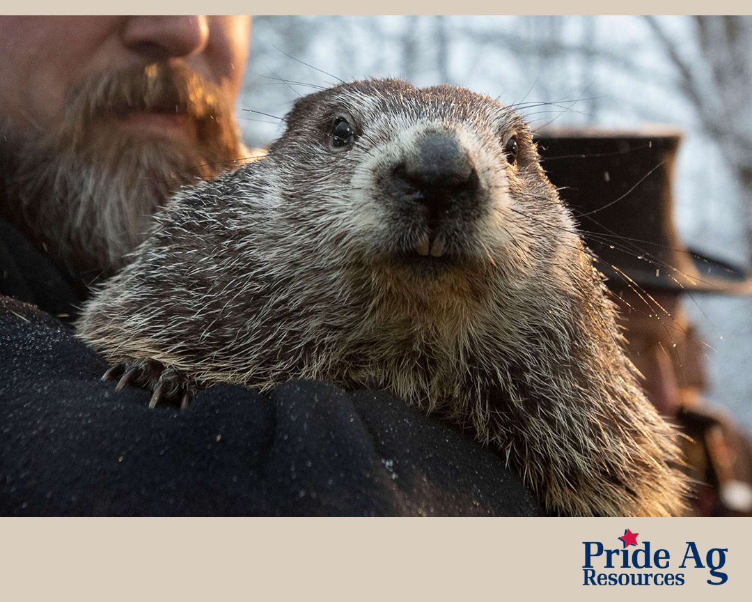 Happy Groundhog Day! Early Spring, or longer winter? What will Punxsutawney Phil reveal today?