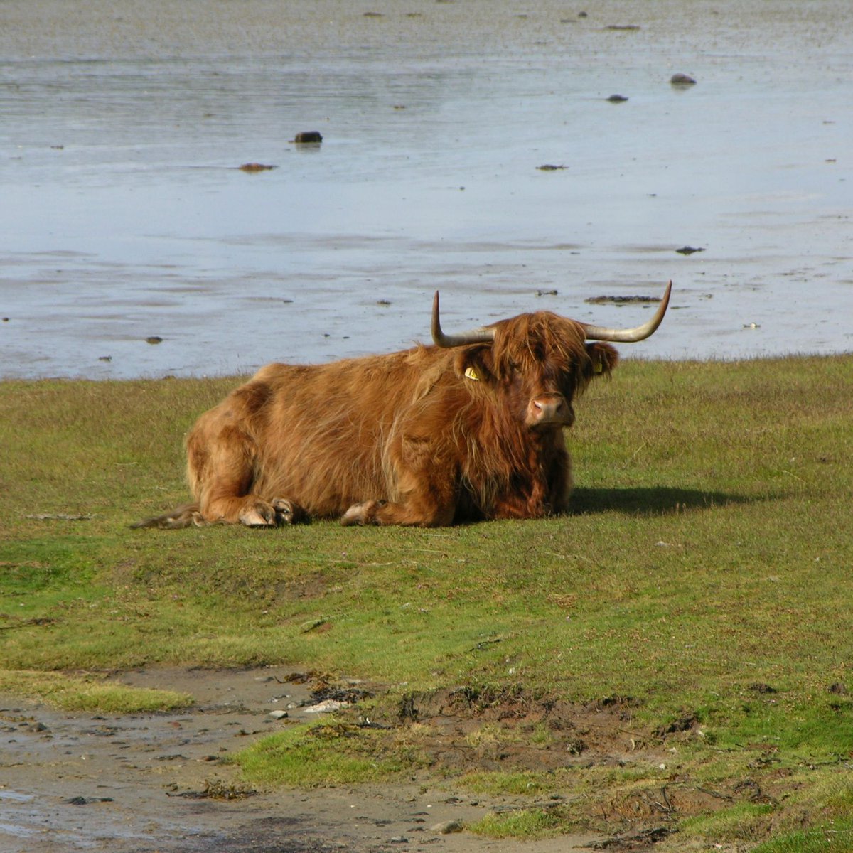 The Isle of Colonsay Distillery tweet media
