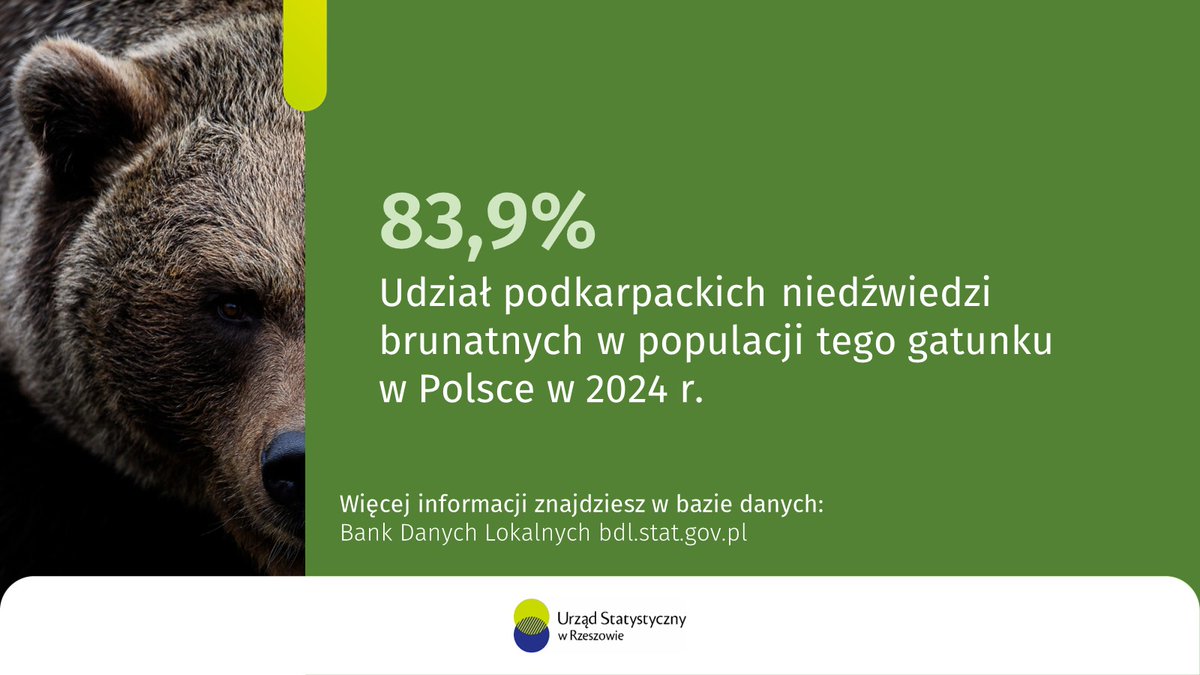 0️⃣2️⃣.0️⃣2️⃣ #DzieńNiedźwiedzia 🐻

W 2024 r. na terenie #WojewództwoPodkarpackie żyło 339 niedźwiedzi brunatnych (Ursus arctos), o 17 osobników więcej niż w 2023 r. #Podkarpackie niedźwiedzie stanowiły większość (83,9%) tego gatunku w Polsce.

#Rzeszow_STAT #statystyka #Podkarpacie