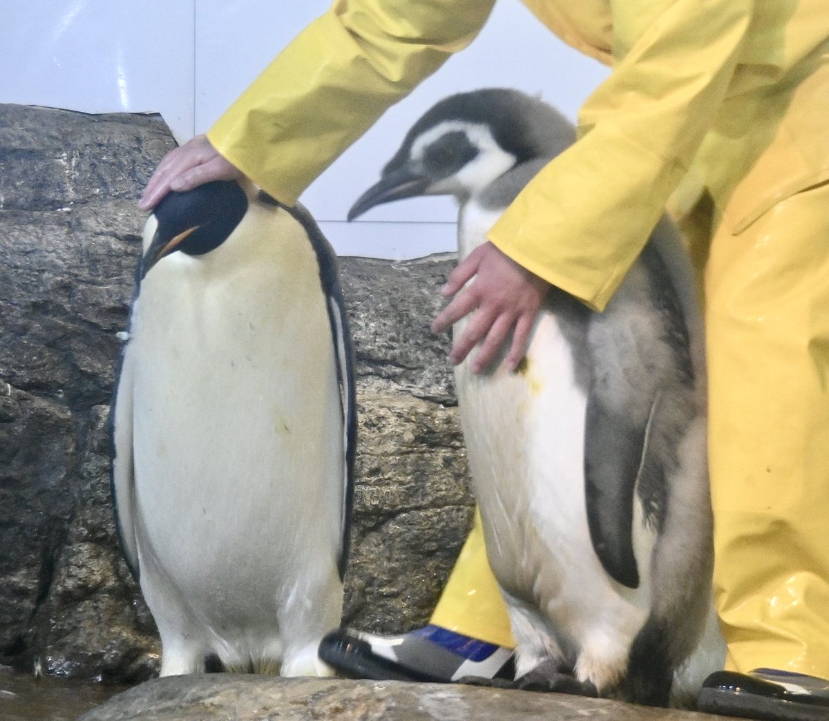 4番さんの見守りスイッチがON‼️ ヒナちゃんのお散歩🐾🐾 2026.1.31