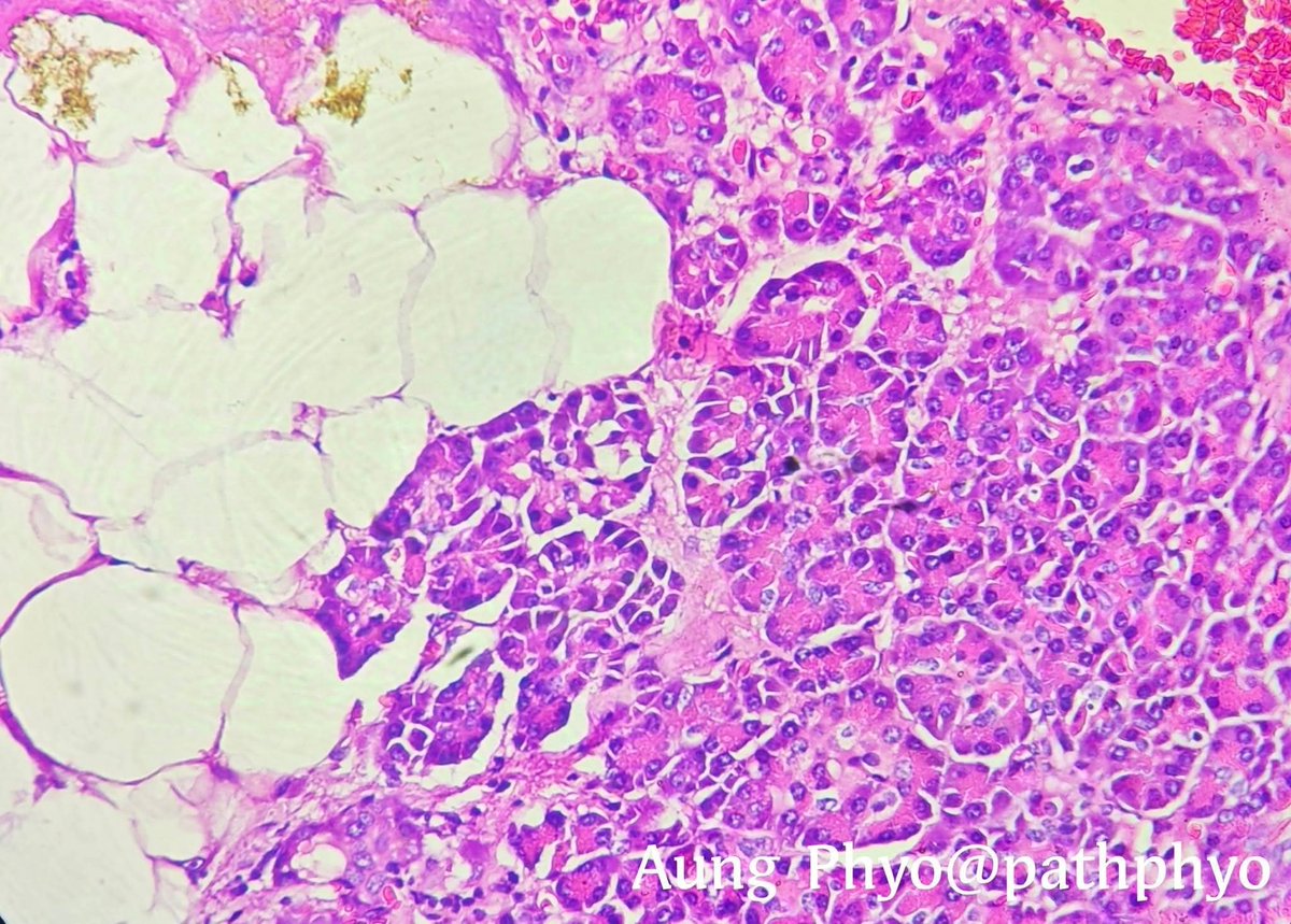 aung phyo tweet media