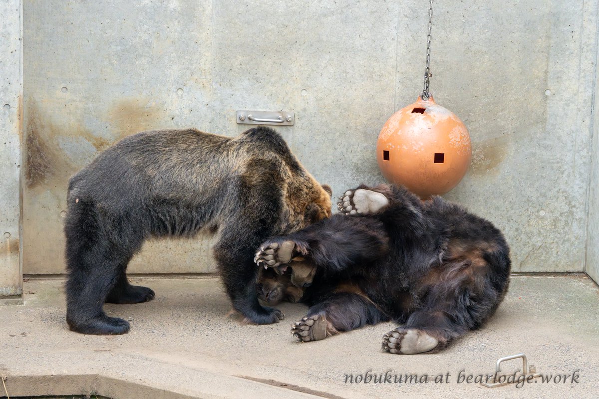 ご飯ちょうだい熊 のぶクマ🐻羆と香辛料 (@kumar0001) / Posts / X