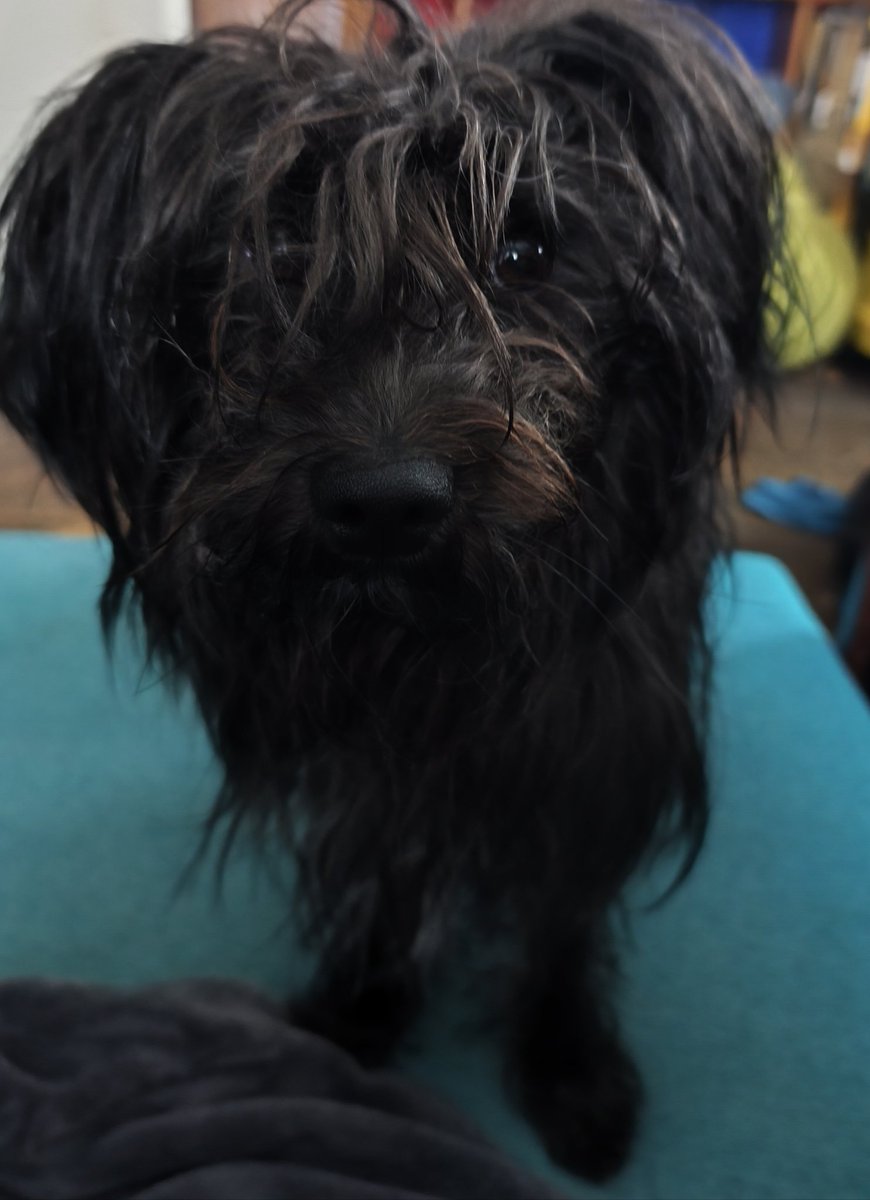 Herrchen nennt mich immer "Fusselhund"
Gemeinheit!