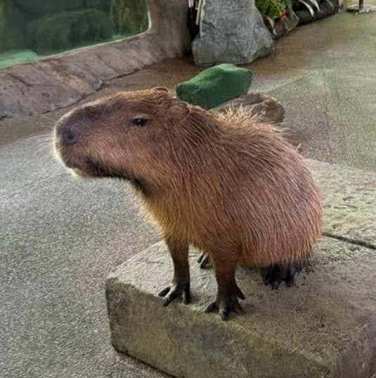 Razer_evolution's tweet image. 深さは難しいです 🐬