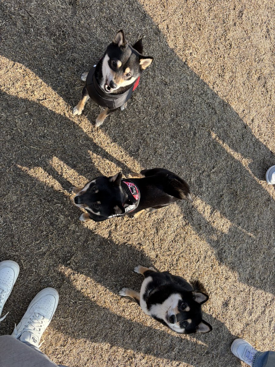 76_sharon_'s tweet photo. とんぼ池公園のドッグランにて
豆の会させてもらいました♡︎♡︎

きるあちゃんとさくらちゃんに
つながりたーーーい🍀🫧

めっちゃ可愛かったぁぁ
届け届け(´•̥ω•̥｀)💓

#豆柴 https://t.co/V3y4jsb2sL