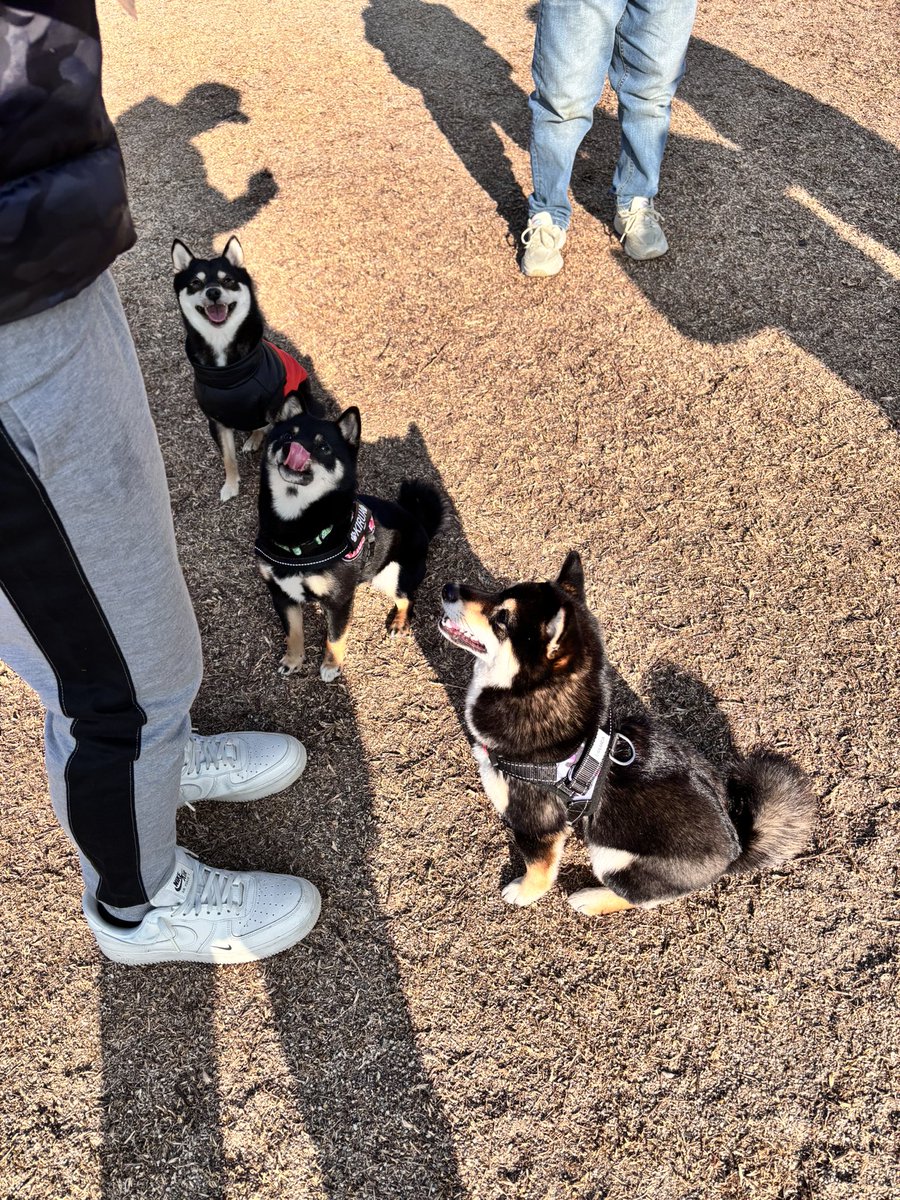 とんぼ池公園のドッグランにて
豆の会させてもらいました♡︎♡︎

きるあちゃんとさくらちゃんに
つながりたーーーい🍀🫧

めっちゃ可愛かったぁぁ
届け届け(´•̥ω•̥｀)💓

#豆柴