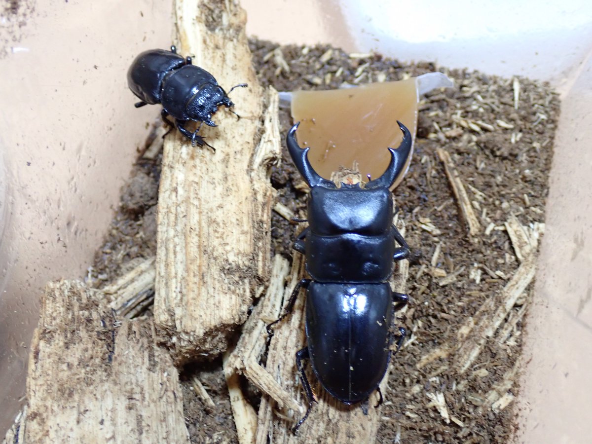 ハチジョウヒラタB型をペアリング。 この前とは違う♂で。 もう1♀やろ 