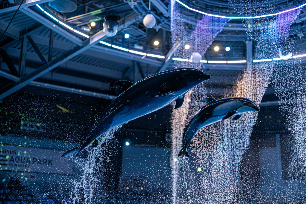 お手軽50mmで楽しむイルカショー