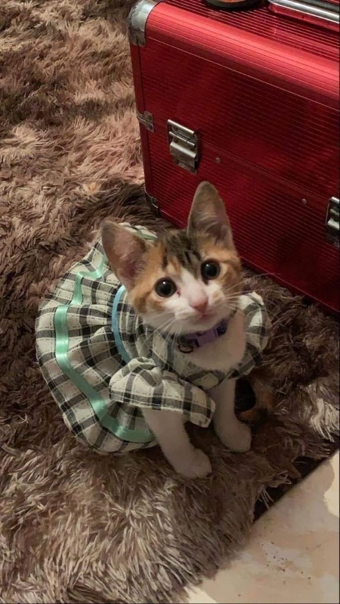 Miaw's tweet image. her little dress 🥹